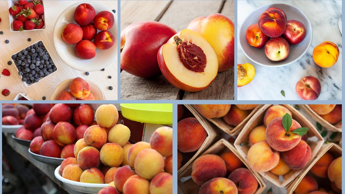 How to Store Peaches and Nectarines